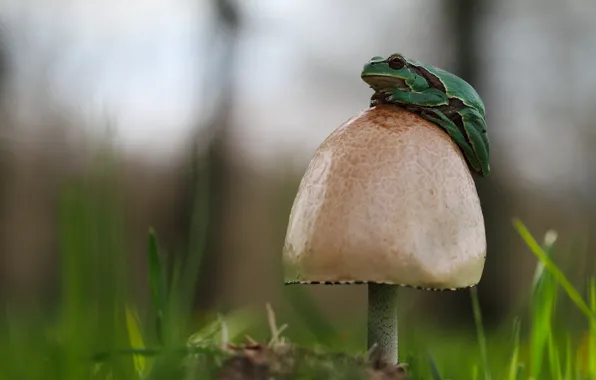 Grass, mushroom, frog