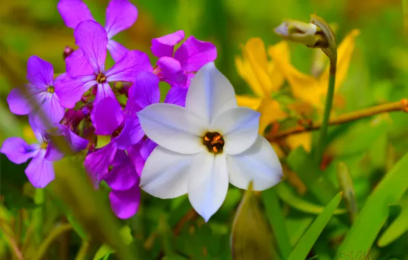 Flowers, colors, flowers