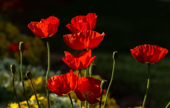 Light, flowers, red, the dark background, bright, Mac, Maki