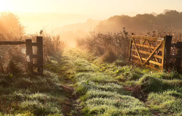 Field, landscape, nature, fog, the fence, morning