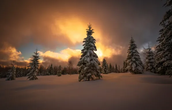Winter, forest, snow, sunset