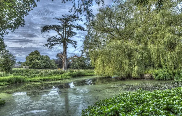 Greens, trees, nature