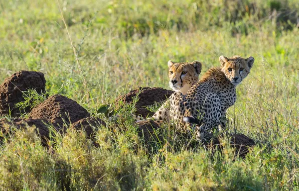Stay, predator, family, pair, Cheetah