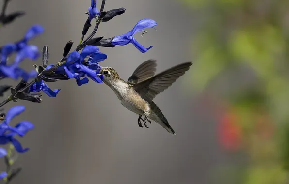 Picture flowers, nectar, bird, Hummingbird, blue