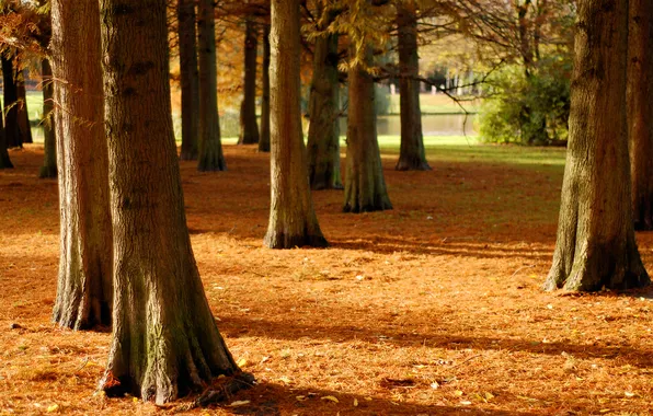 Picture the sun, trees, Park, river, focus, shadows, the bushes, in the fall