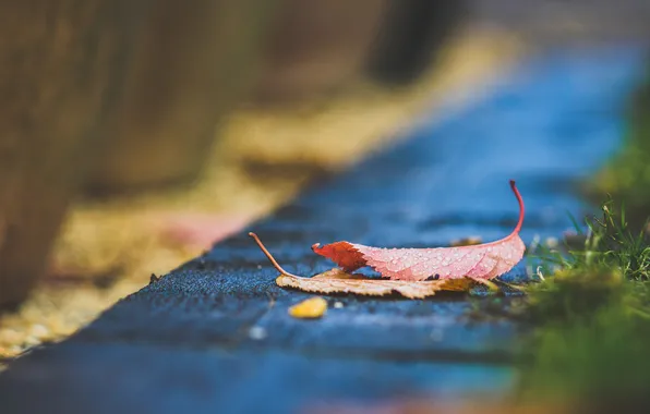 Autumn, leaves, drops