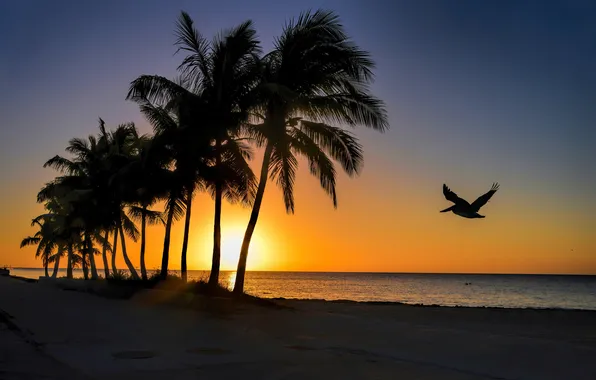 Sea, the sky, palm trees, dawn, bird, shore, silhouette, Pelican