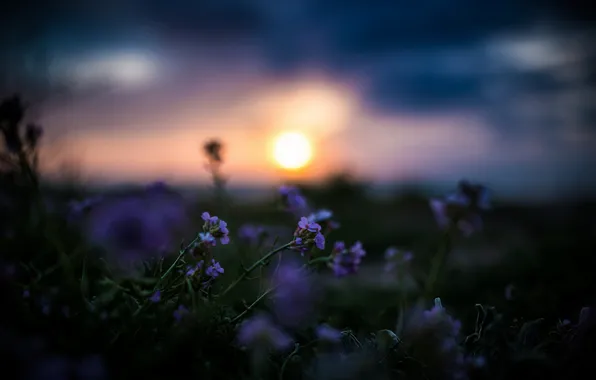Flowers, night, nature