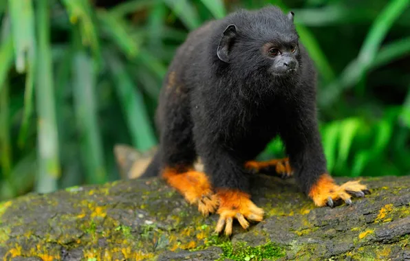 Wool, monkey, Brazil