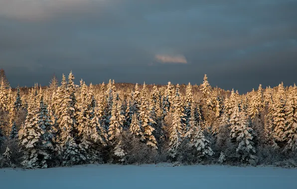 Picture winter, Snow, tree