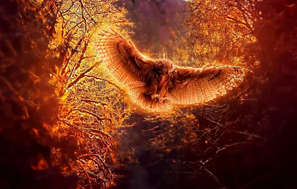 Picture forest, flight, owl