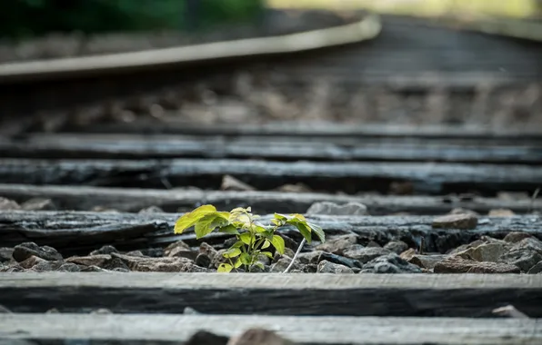 Grass, nature, railroad