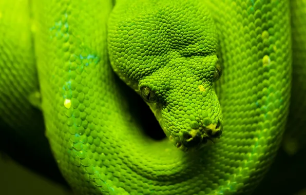 Picture green, snake, head, scales