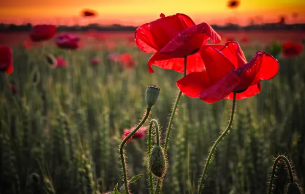 Field, Flowers, Plant, Horizon, Maki, Sunset, Elena Litovskaya