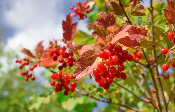 Picture Kalina, leaves, berries, bokeh, fruit, branches, autumn