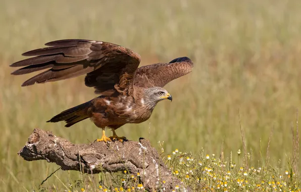 Bird, wings, snag, kite