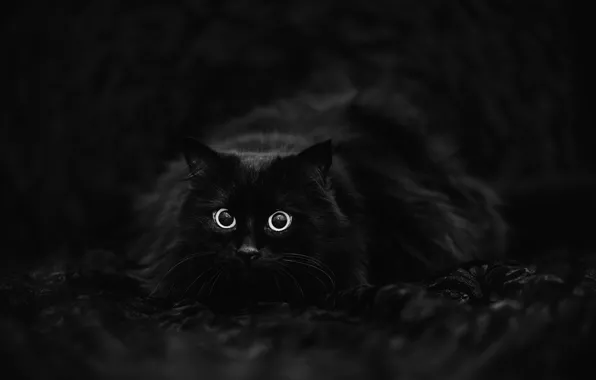 Picture cat, black background, black cat