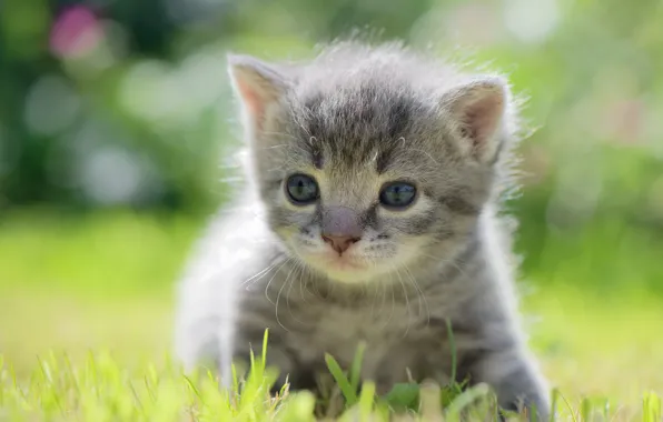 Baby, kitty, bokeh