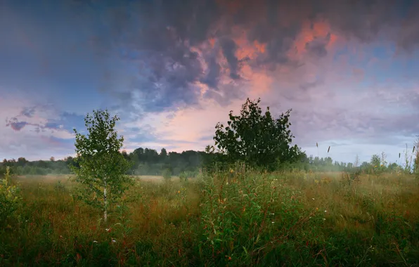 Picture forest, summer, grass, trees, glade, morning, birch