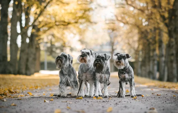 Picture autumn, dogs, Quartet, Mittelschnauzer