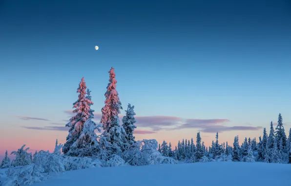 Picture winter, forest, the sky, snow, trees, the moon, the evening