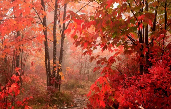 Forest, leaves, red, Autumn