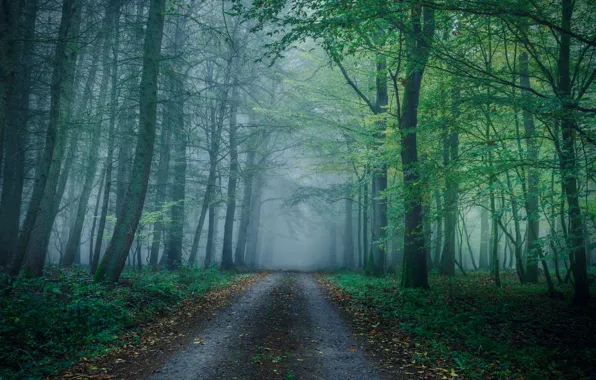 Picture road, greens, autumn, forest, branches, fog, Park, haze