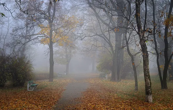 Picture autumn, fog, Park, alley, benches