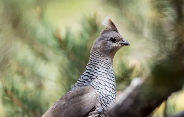 Picture branches, nature, background, bird, blur, pigeons, profile, bokeh