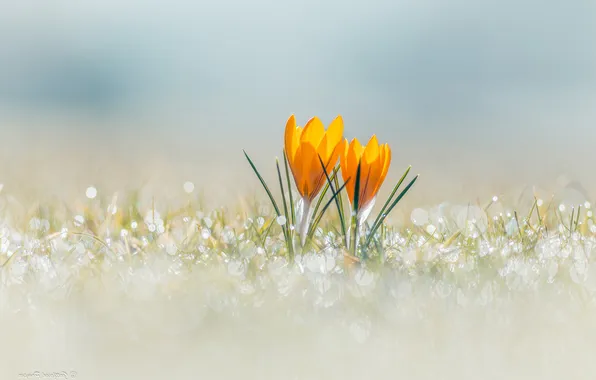 Drops, light, flowers, Rosa, glare, spring, yellow, crocuses