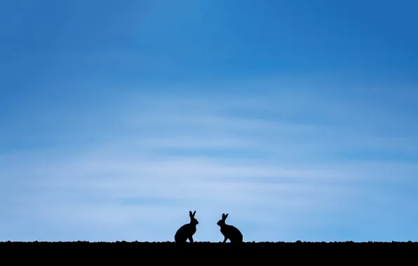 Picture the sky, nature, rabbits