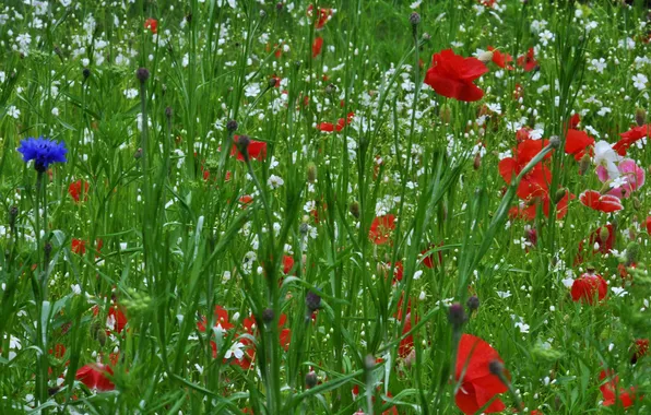 Picture field, grass, flowers, Maki, meadow