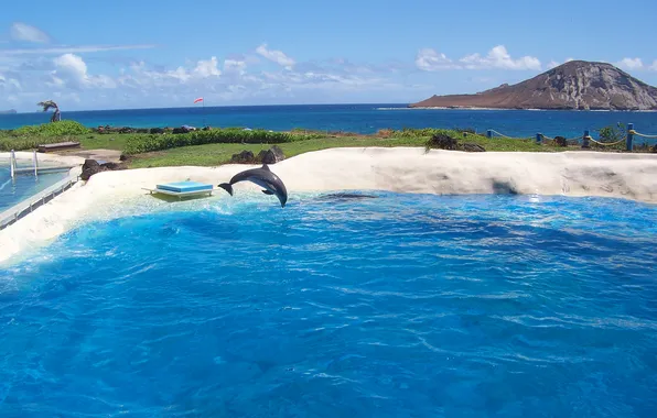 Sea, the sky, Dolphin, island, mountain, pool