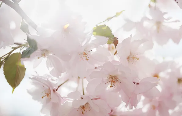 Flowers, spring, Sakura