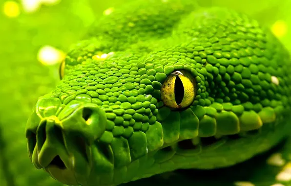 Eyes, snake, head, scales, snake, eyes, reptile, reptile