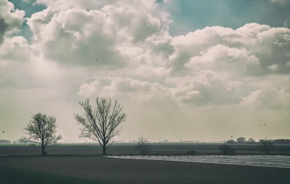 The sky, Nature, Trees, Mood, Obloka