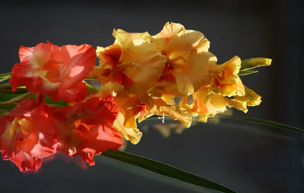 Picture macro, flowers, yellow, red, gladiolus