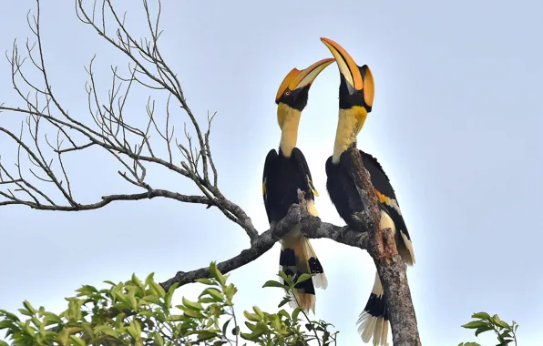 Picture tree, birds, branches, wildlife, great hornbill
