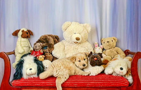 Picture sofa, dog, Toys