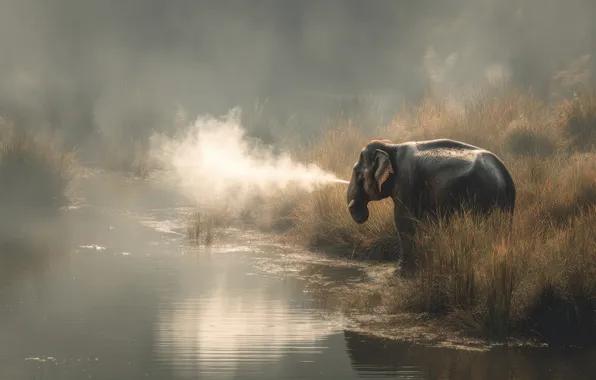 Grass, water, light, river, thickets, shore, elephant, morning
