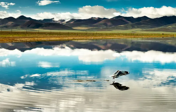 Clouds, flight, mountains, lake, reflection, bird, China, china
