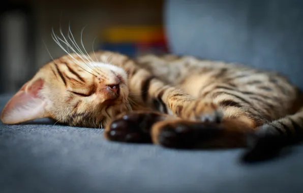 Picture cat, sleeping, kitty, Kote