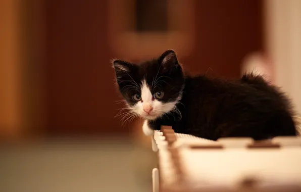 Cat, kitty, black and white, lying, pug