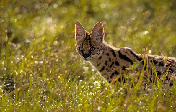Field, grass, look, Serval