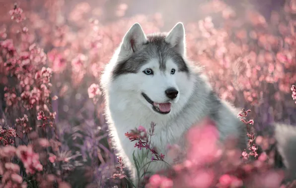 Flowers, dog, puppy, husky