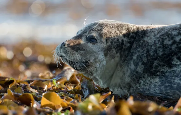 Look, face, leaves, smile, background, seal, portrait, lies