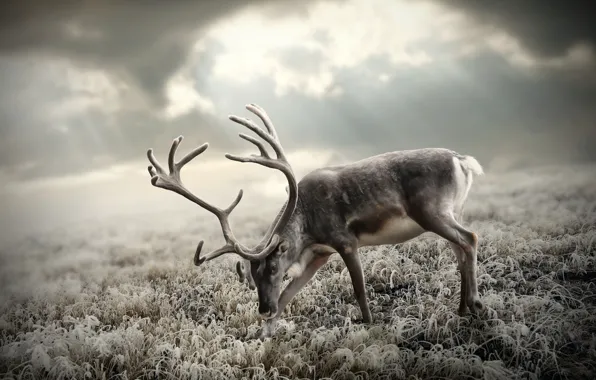 Picture the sky, grass, the sun, deer, horns, tundra, frost