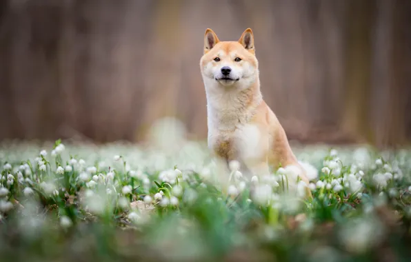 Look, face, flowers, nature, Park, background, mood, glade