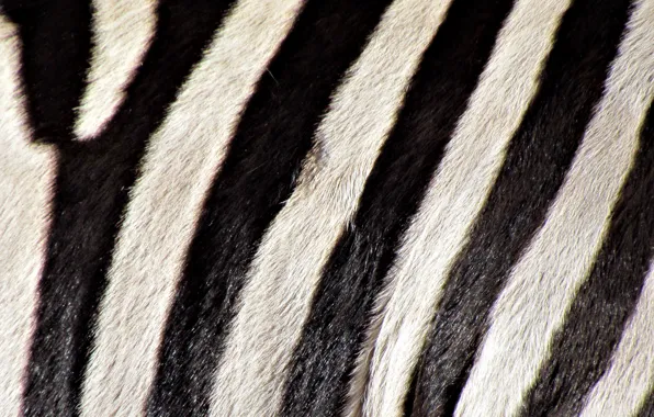 Picture strip, b/W, Zebra, color, cover