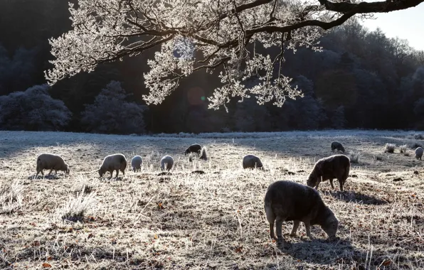 Winter, frost, sheep, pasture, sheep, the herd